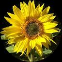 Päivi Kannusmäki profile picture